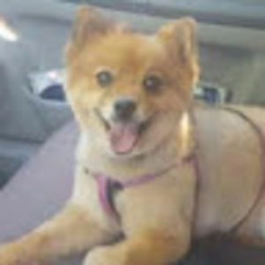 Meet your Posher, Dorothy